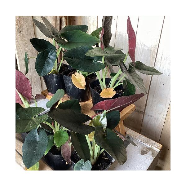 観葉植物　アロカシア レギネブラック 3.5号ポット(個体おまかせ1鉢)　インテリア 室内 おしゃれ 可愛い かわいい