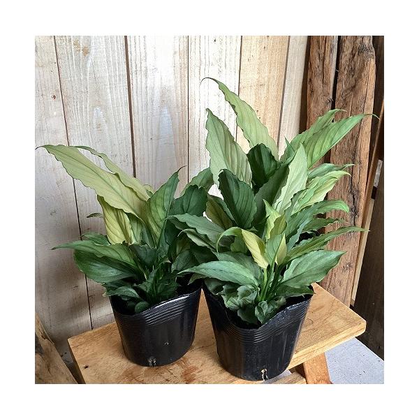 観葉植物　ミント斑スパティフィラム sp.(品種不明)ミント 3.5号ポット(個体おまかせ1鉢)　インテリア 室内 おしゃれ 可愛い かわいい