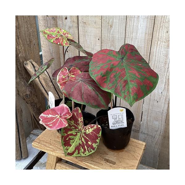 観葉植物　カラジウム(カラジューム) ジーニアス 3.5号ポット(個体おまかせ1鉢)　インテリア 室内 おしゃれ 可愛い かわいい