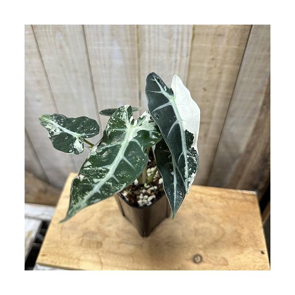 観葉植物　【個体E】斑入りアロカシア バンビーノ バリエガータ 3号ロング角鉢(現品)　インテリア 室内 おしゃれ 可愛い かわいい