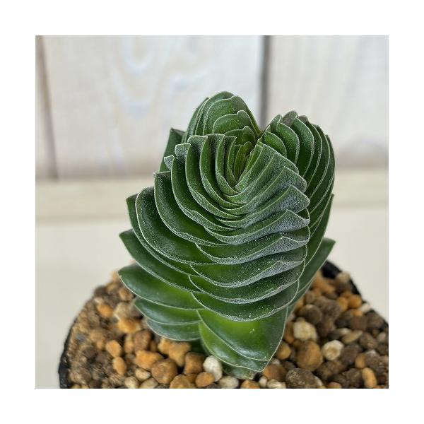多肉植物　クラッスラ キムナッキー 2.5号ポット(個体おまかせ1鉢)　インテリア 室内 おしゃれ 可愛い かわいい