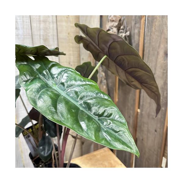 観葉植物　アロカシア シャンティエリ 3号ロング角鉢(個体おまかせ1鉢)　インテリア 室内 おしゃれ 可愛い かわいい