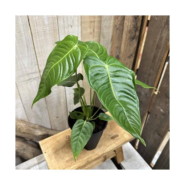 観葉植物　アンスリウム ベイチー 4号スリット鉢(個体おまかせ1鉢)　インテリア 室内 おしゃれ 可愛い かわいい