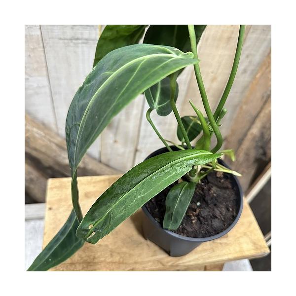 観葉植物　アンスリウム ワロクアナム 4号スリット鉢(個体おまかせ1鉢)　インテリア 室内 おしゃれ 可愛い かわいい