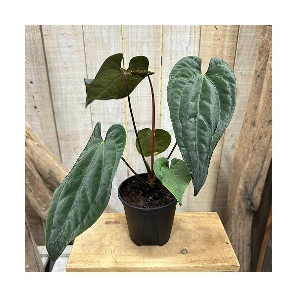 観葉植物　アンスリウム パピLG 4号スリット鉢(個体おまかせ1鉢)　インテリア 室内 おしゃれ 可愛い かわいい