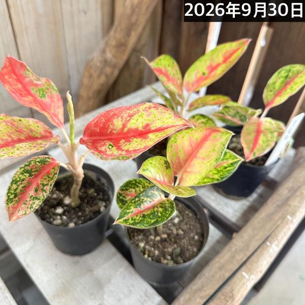 観葉植物　アグラオネマ マハセッティ 3号硬質ポット(個体おまかせ1鉢)　インテリア 室内 おしゃれ 可愛い かわいい