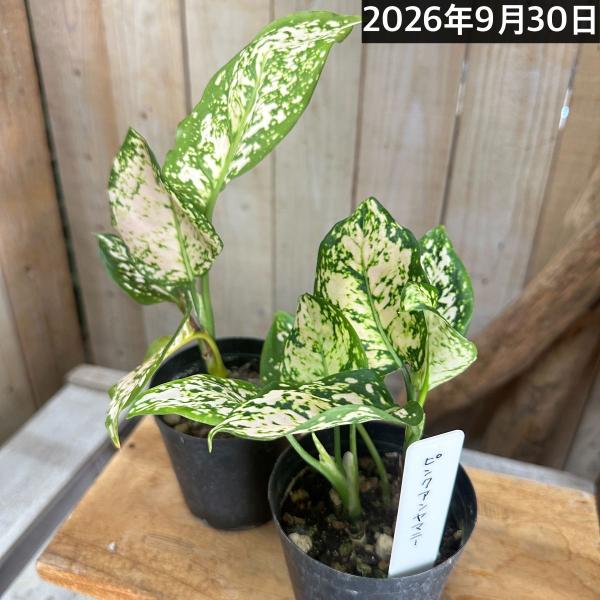 観葉植物　アグラオネマ ピンクアンヤマニー 3号硬質ポット(個体おまかせ1鉢)　インテリア 室内 おしゃれ 可愛い かわいい