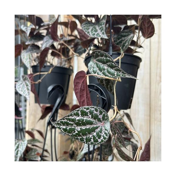 観葉植物　ピペル ピンクSP 5号吊り鉢(個体おまかせ1鉢)　インテリア 室内 おしゃれ 可愛い かわいい