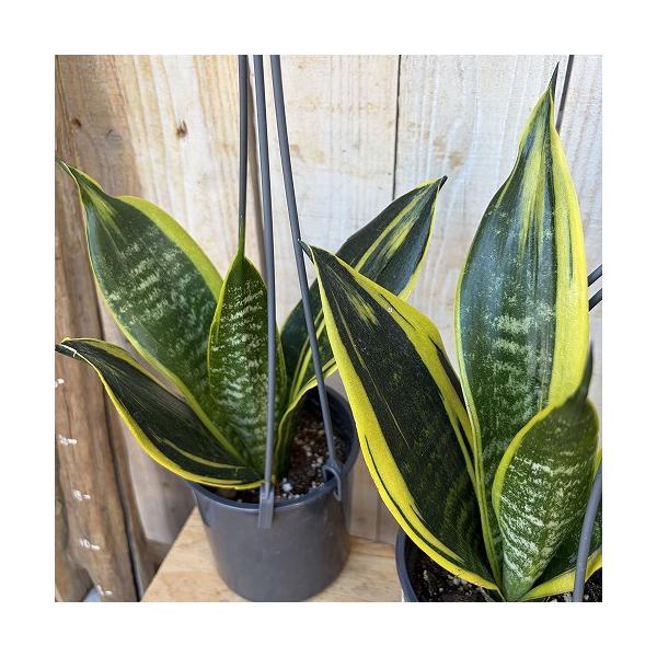 多肉植物　サンスベリア(サンセベリア) ゴールドフレーム 4号吊り鉢(底穴なし) ECO PLANTS(個体おまかせ1鉢)　インテリア 室内 おしゃれ 可愛い かわいい