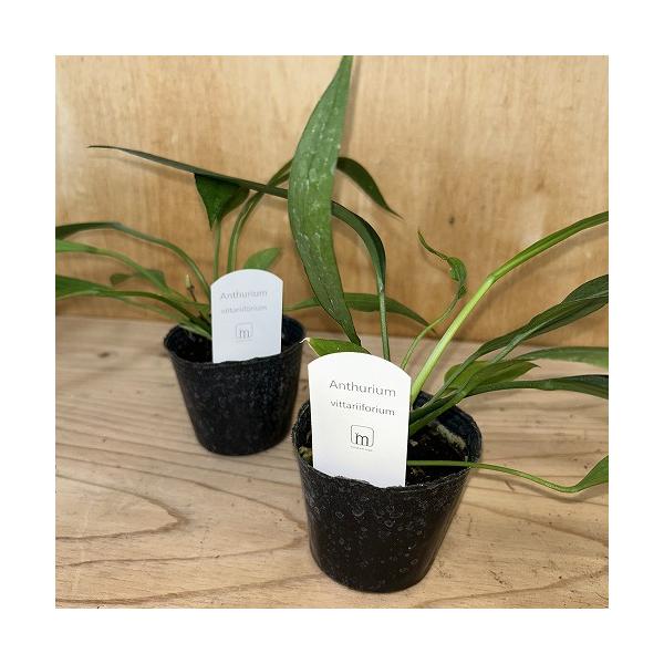 観葉植物　アンスリウム ビッタリフォリウム 3号ポット(個体おまかせ1鉢)　インテリア 室内 おしゃれ 可愛い かわいい