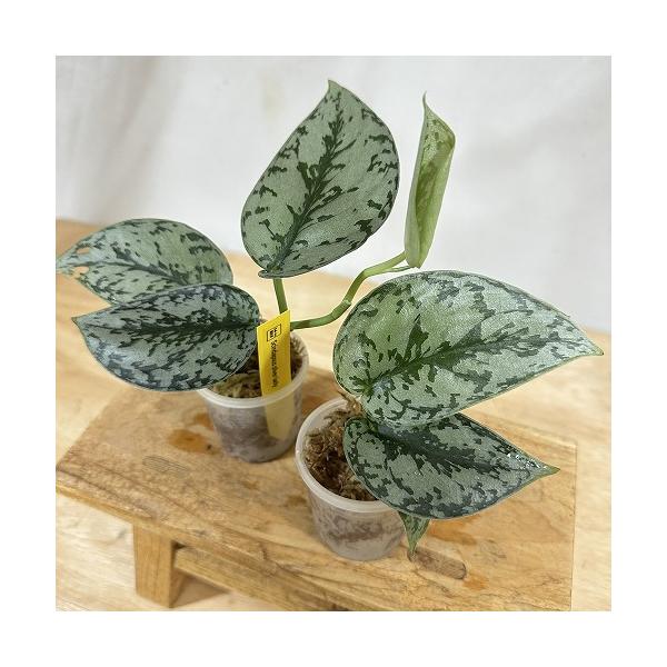 観葉植物　スキンダプサス シルバーレディー 2号透明鉢(個体おまかせ1鉢)　インテリア 室内 おしゃれ 可愛い かわいい