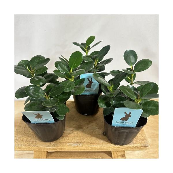 観葉植物　ガジュマル パンダ 3号ポット(個体おまかせ1鉢)　インテリア 室内 おしゃれ 可愛い かわいい
