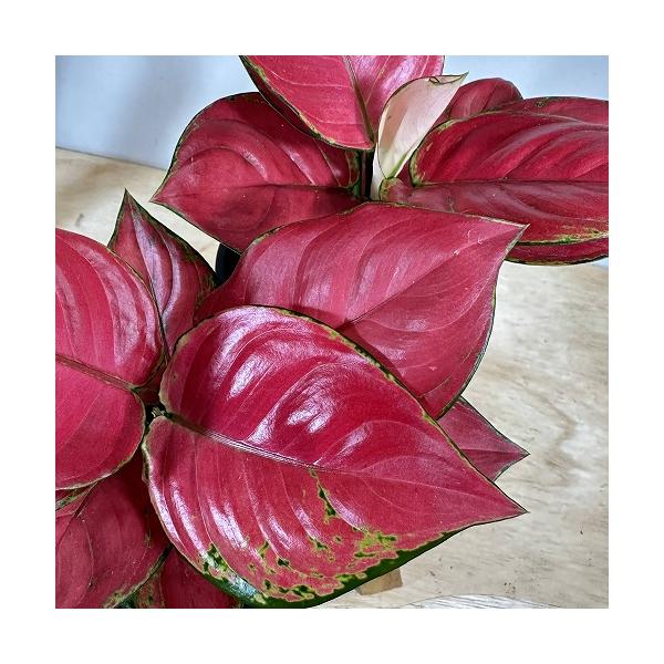 観葉植物　アグラオネマ ビューティー(赤み強め) 4号(個体おまかせ1鉢)　インテリア 室内 おしゃれ 可愛い かわいい