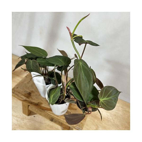 観葉植物　フィロデンドロン ミカンス 2.5号ロングポット(個体おまかせ1鉢)　インテリア 室内 おしゃれ 可愛い かわいい