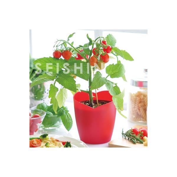 ハートマト栽培セット