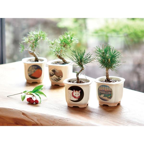 聖新 GD-JAPANESE BONSAI ミニサイズ コンパクト インテリア盆栽 癒し