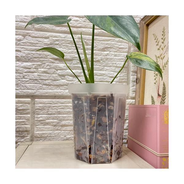 ■タグ植え替え 植え込み 育苗 園芸 ガーデニング インドアプランツ インテリアグリーン 花 観葉植物 多肉植物 塊根植物 通気性 排水性 根 状態 スリット 室内 屋外 オシャレ カワイ コレクター 収集