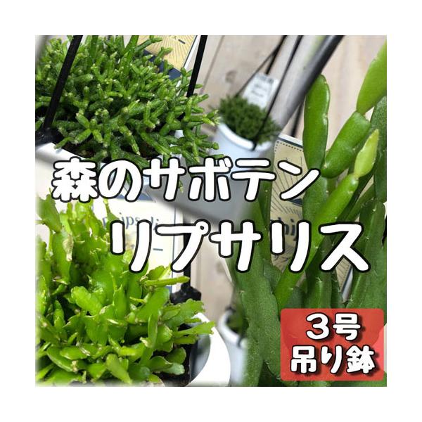 リプサリス属は棘はありませんが棘座があるのでボテン科の植物です。南アメリカなどを中心に約６０種ほどあると言われています。熱帯雨林の樹木に垂れ下がる着生植物で、少ない水分でも生き抜くための貯水機能を持ってます。木影で育つほど耐陰性がありますの...