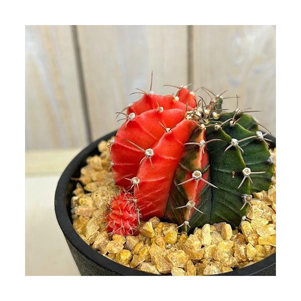 斑入りサボテン　ギムノカリキウム ミハノビッチ(緋牡丹錦) 3.5号鉢(現品)　インテリアグリーン 斑入り おしゃれ 可愛い かわいい