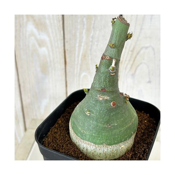 塊根植物 選べるアデニア グラウカ(文福茶釜) 4号角鉢(現品