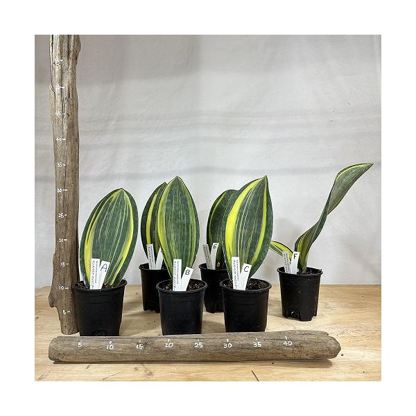 多肉植物　「選べる」サンセベリア マソニアナ 斑入り 3.5号硬質ポット 個体A〜F(現品)　インテリア 室内 おしゃれ 可愛い かわいい
