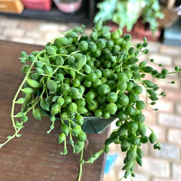 多肉植物 苗 グリーンネックレス 多肉 : LeaMalapua - 通販 - Yahoo