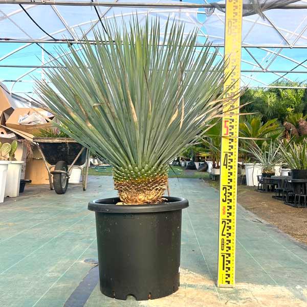 ロストラータ　発根済み　140cm 1【ロストラータ】ヤフオクで買った自称発根済みの根を見てみたら