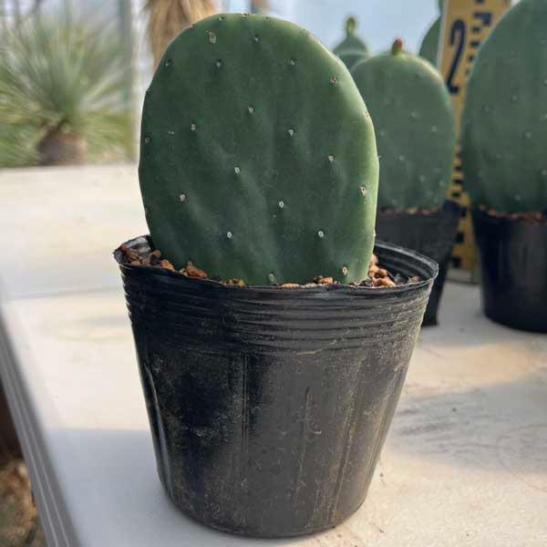 現品】バーバンク ウチワサボテン 7号 黒鉢（2） 楽天市場