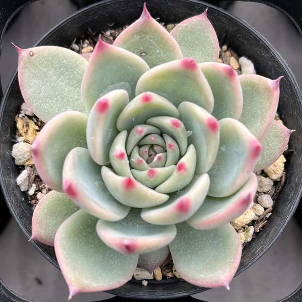 エケベリア　桃太郎　多肉植物 多肉植物 エケベリア 桃太郎 7.5cmポット苗 : ハニーミント - 通販