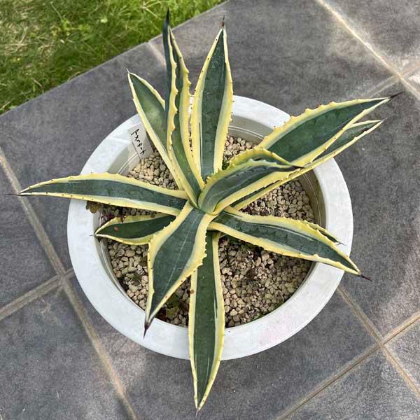 アガベアメリカーナ班入り アガベ・アメリカーナ(斑入り)（AGAVE AMERICANA VARIEGATA）の