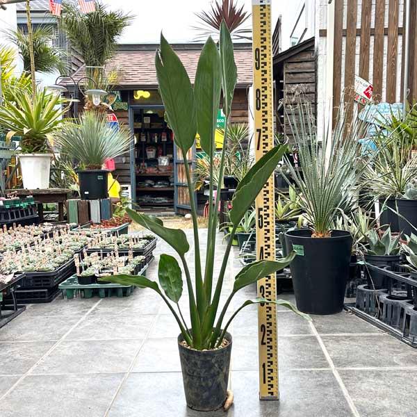 綺麗な子達を大切にお届けします。当店では地植えで育てておりますので、お気軽にお問い合わせ下さい。※植物のサイズは個体差あります。沖縄・離島の配送は、別途送料でお受けさせて頂きます。（一部地域除く）