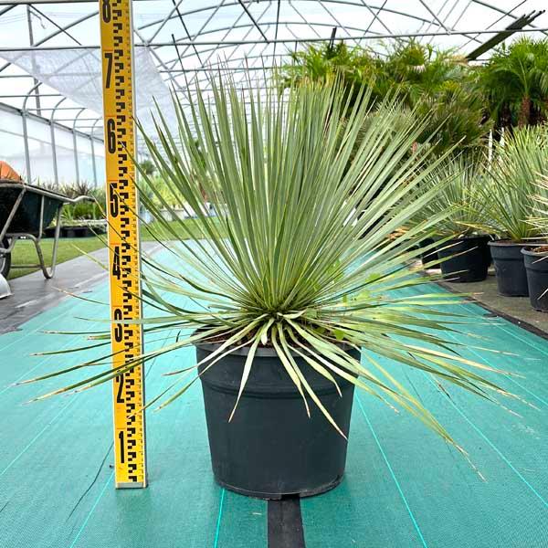 希少 ロストラータ ユッカ・ロストラータ ブルースワン 観葉植物 希少 ロストラータ ユッカ・ロストラータ ブルースワン 観葉植物