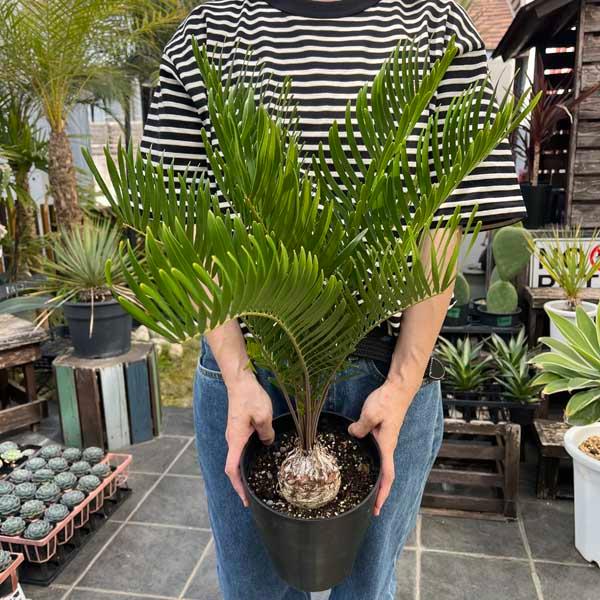 現品 蘇轍 ソテツ ザミア フロリダーナ インテリアグリーン ドライ