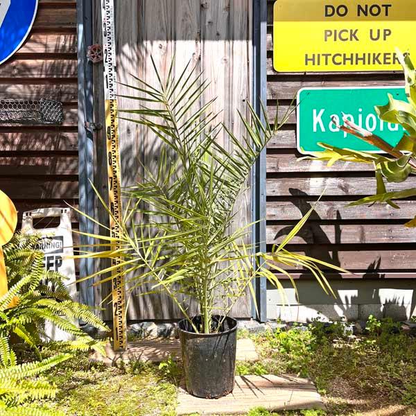ナツメヤシ デーツ ヤシの木 パームツリー 観葉植物 お祝 新築祝い