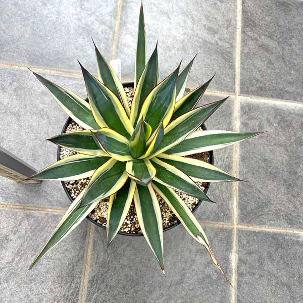 アガベ・スノーグロー Agave Snow Grow 新築祝い ドライガーデン