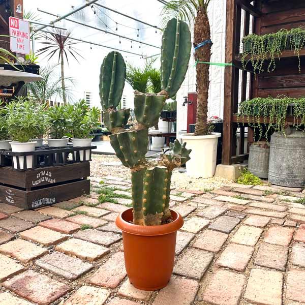 サボテン 柱サボテン ブランチ 親株 トゲなし ドライガーデン サボテン 柱サボテン ブランチ 親株 トゲなし ドライガーデン