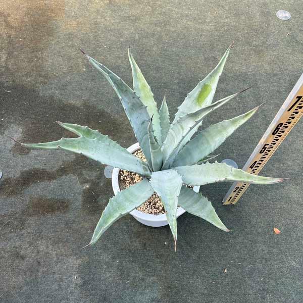 アガベ セルラータ 新築祝い ドライガーデン ロックガーデン