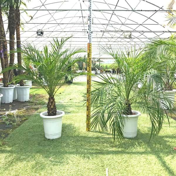 フェニックス ロベリニー ヤシ ヤシの木 パームツリー 椰子 ロベ 観葉植物 お祝 新築祝い 開店祝い 100cm 110cm Robe2 Leamalapua 通販 Yahoo ショッピング