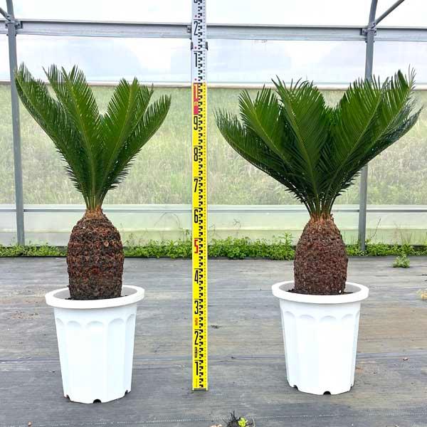 蘇鉄 ソテツ10号 観葉植物 お祝 新築祝い 開店祝い シンボル