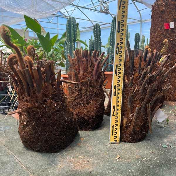 ベアルート　ディクソニア　シダ植物 ベアルート ディクソニア シダ植物 ベアルート ディクソニア