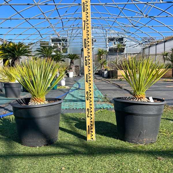 希少 ロストラータ ユッカ・ロストラータ ブルースワン 観葉植物 希少 ロストラータ ユッカ・ロストラータ ブルースワン 観葉植物