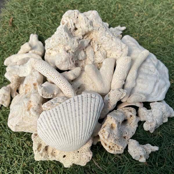 サンゴ砂利 3.5kg 珊瑚 化粧石 マルチング 石 : LeaMalapua - 通販