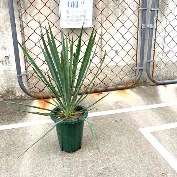 ユッカ・フィラメントーサ 観葉植物 お祝 新築祝い 開店祝い シンボル