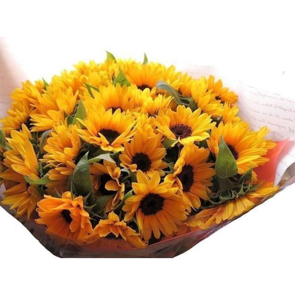 Ђ܂ ԑ Ԏgp v|[Y q} 30{gp i͂܂ƂȂ܂