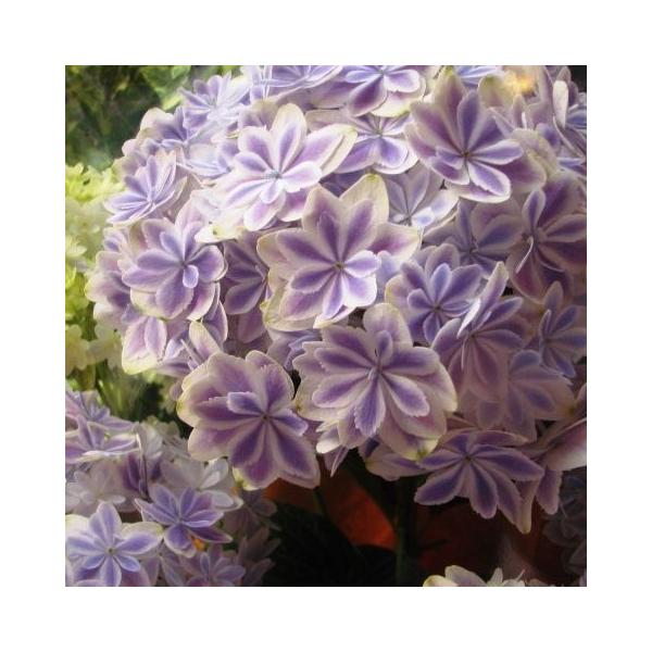 生花 アジサイ 万華鏡 Diy 工具の人気商品 通販 価格比較 価格 Com