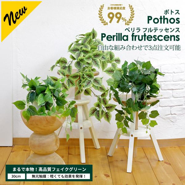 リーベン ポトス[斑入り/斑無し] / ぺリラフルテッセンス 選べる3点