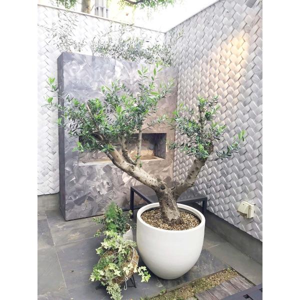 オリーブの木 観葉植物 鉢植え 地植え ギリシャ産コロネイキ 苗木 植木 70 70