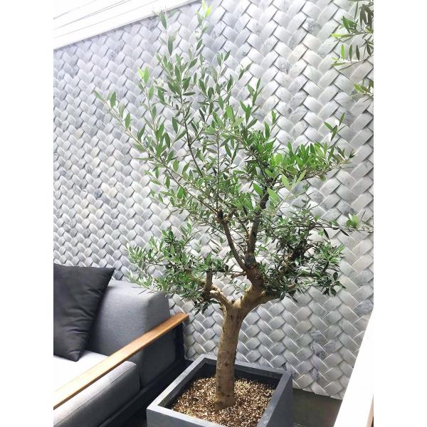 Olive G 71 リーベン 苗木 植木 オリーブの木 観葉植物 鉢植え 地植え ギリシャ産コロネイキ 71