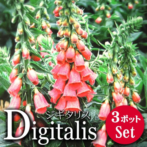 宿根草 ジギタリス 花苗 パープレア サマーキング 3ポットセット Buyee Buyee Japanese Proxy Service Buy From Japan Bot Online