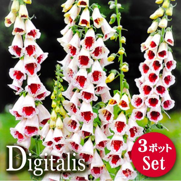 宿根草 ジギタリス 花苗 パープレア パムズチョイス 3ポットセット 0010 Lee Green 通販 Yahoo ショッピング